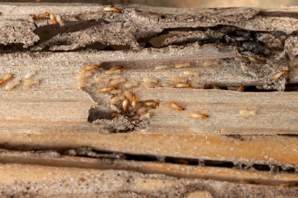 Best Bed Bug Extermination  in Fowler, MI
