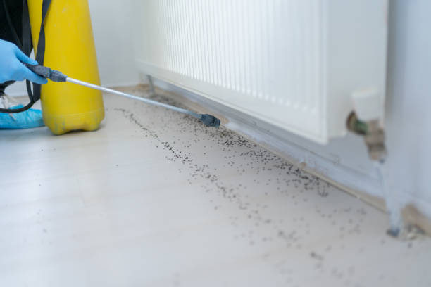 Best Rat Extermination Near Me  in Fowler, MI